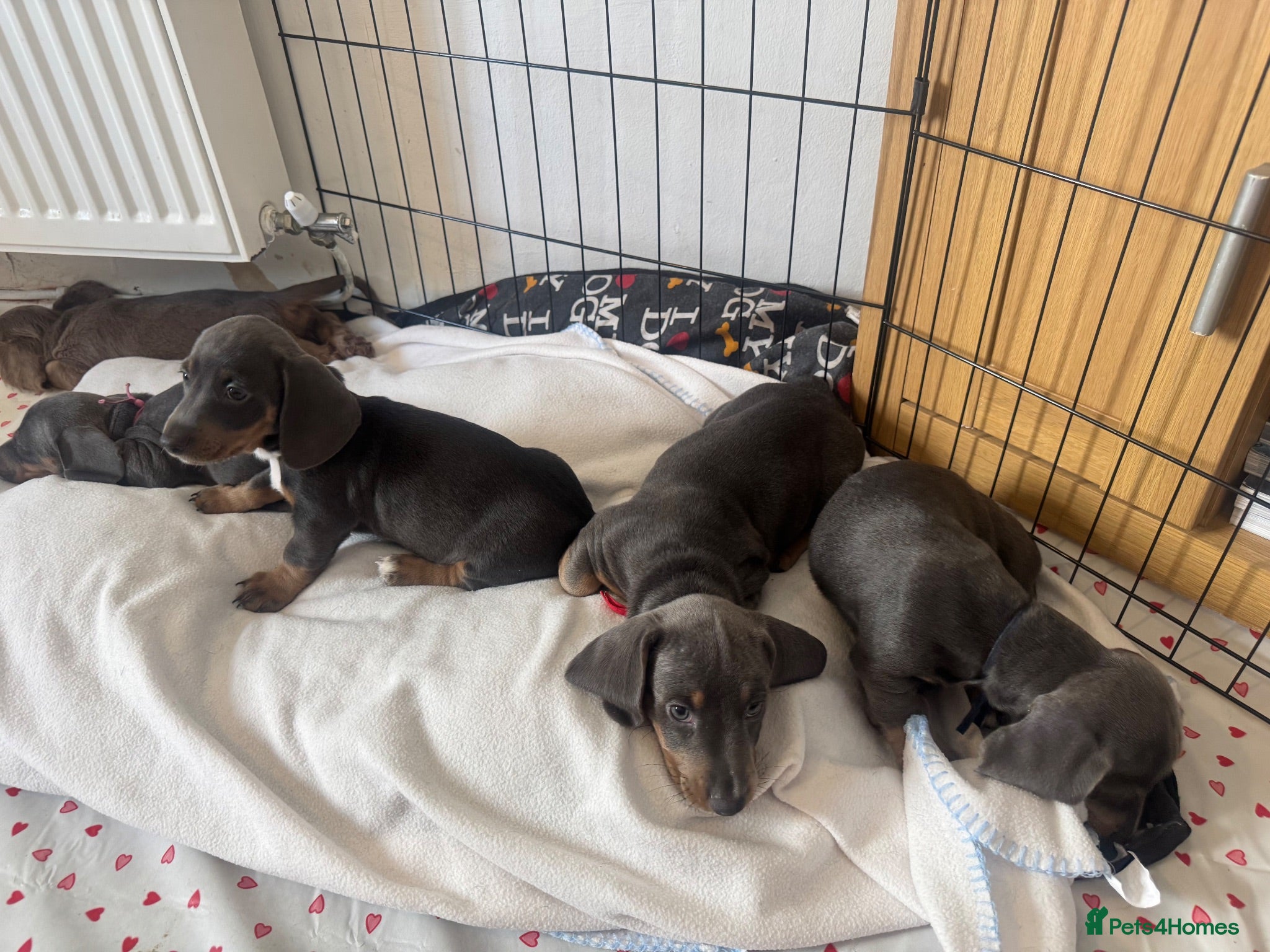 Miniature Dachshund dogs Blue and tan Mini dachshund pups ready !! 5 left!  - Advert 1