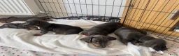 Miniature Dachshund dogs for sale: Blue and tan Mini dachshund pups ready !! 5 left!  in Newport - Advert 1
