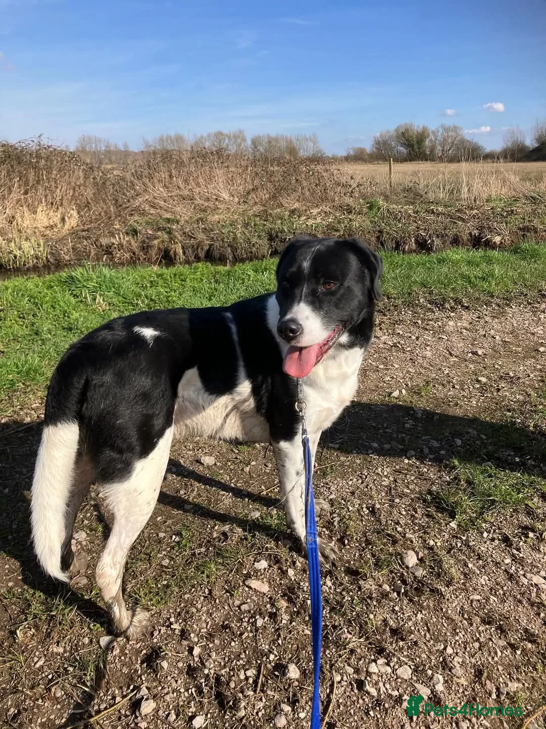 Mixed Breed dogs for adoption: 💙Caleb - our gentle giant💙 in Caldicot - Advert 5