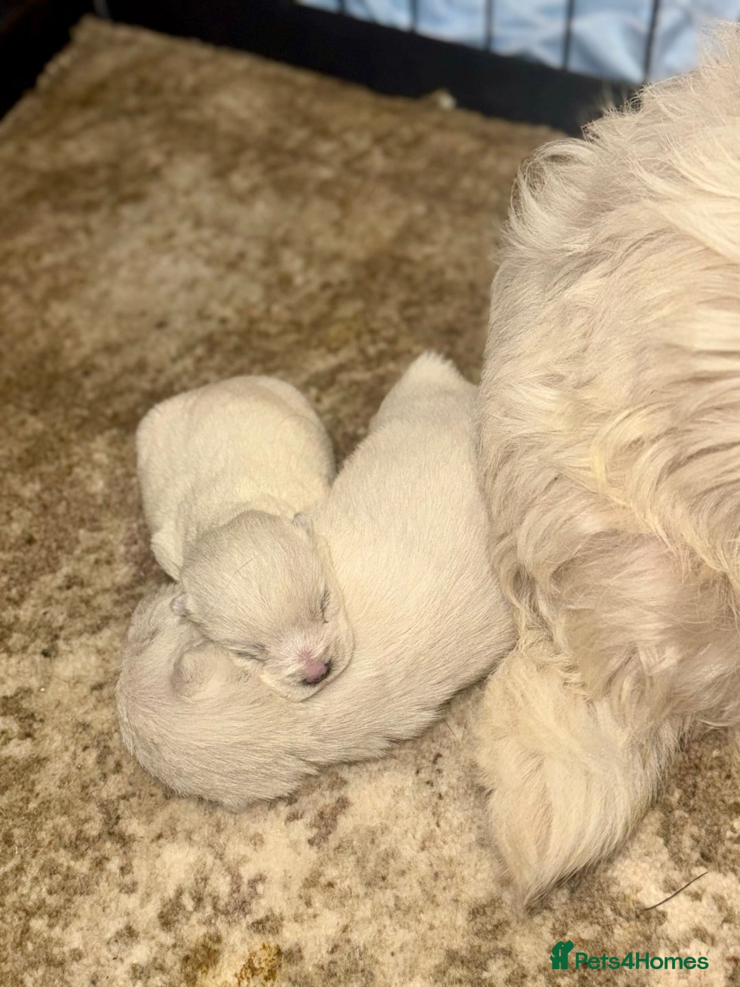 West Highland Terrier dogs for sale: 🐾💙Very Handsome Westie Boy Ready Now 💙🐾 - Advert 5