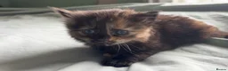 Mixed Breed cats for sale: Five gorgeous kittens for sale  - Advert 9