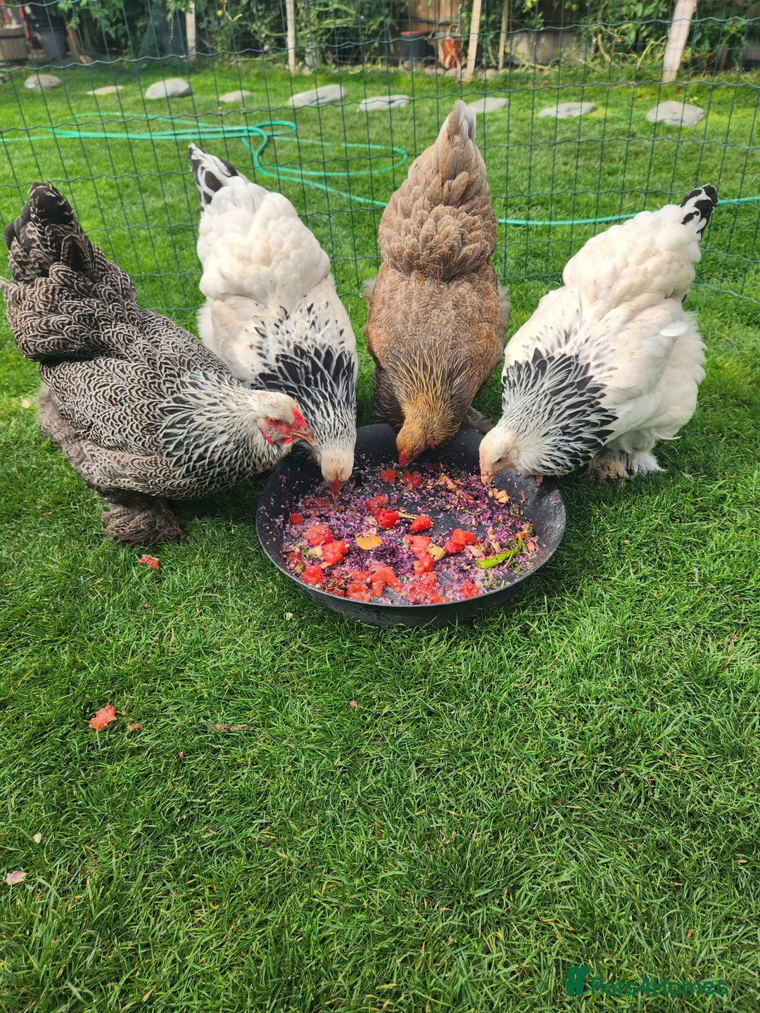 Chickens poultry for sale: Hatching eggs - Image 25