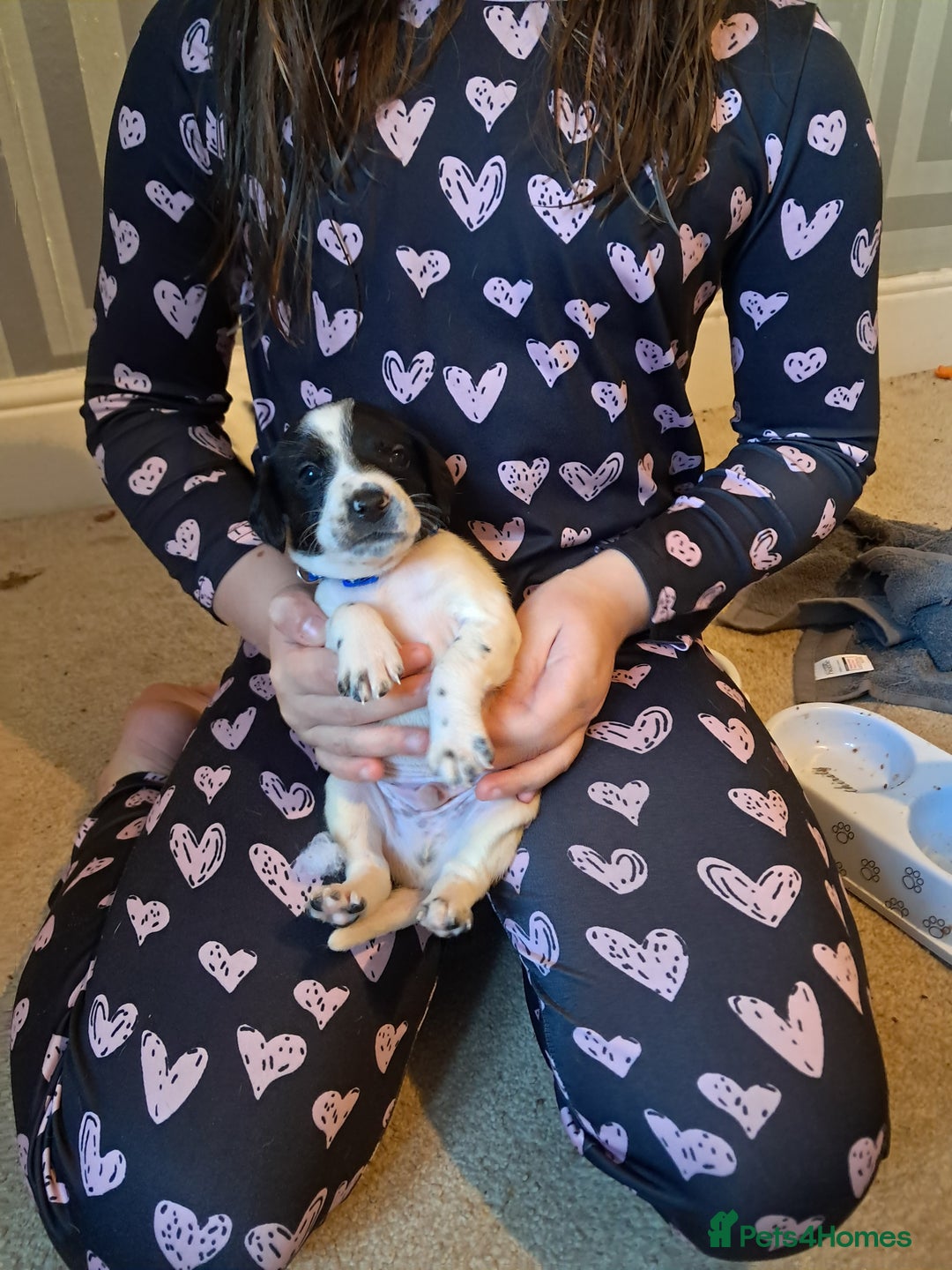 Mixed Breed dogs for sale: Splurcherpoo puppys - Image 13
