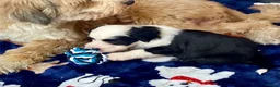 Tibetan Terrier dogs for sale: Beautiful Kc Registered Tibetan Terrier Puppies - Advert 11