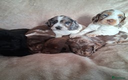 Cocker Spaniel dogs for sale: Cocker spaniel puppies  - Image 9