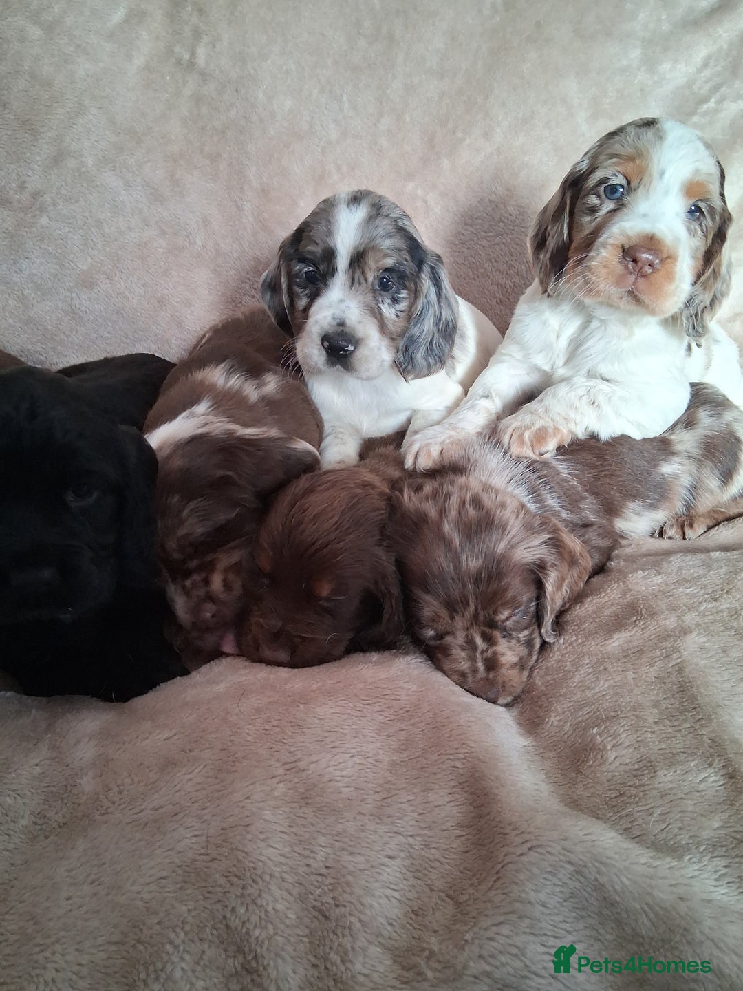 Cocker Spaniel dogs for sale: Cocker spaniel puppies  - Image 9