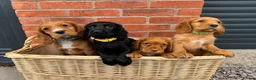Cocker Spaniel dogs for sale: Cocker Spaniel Puppies - Advert 3