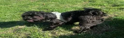 Mixed Breed dogs for sale: Little monty needs a loving home - Advert 3