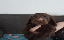Cocker Spaniel dogs for sale: Beautiful kc reg show cocker puppies Ready Now - Image 2