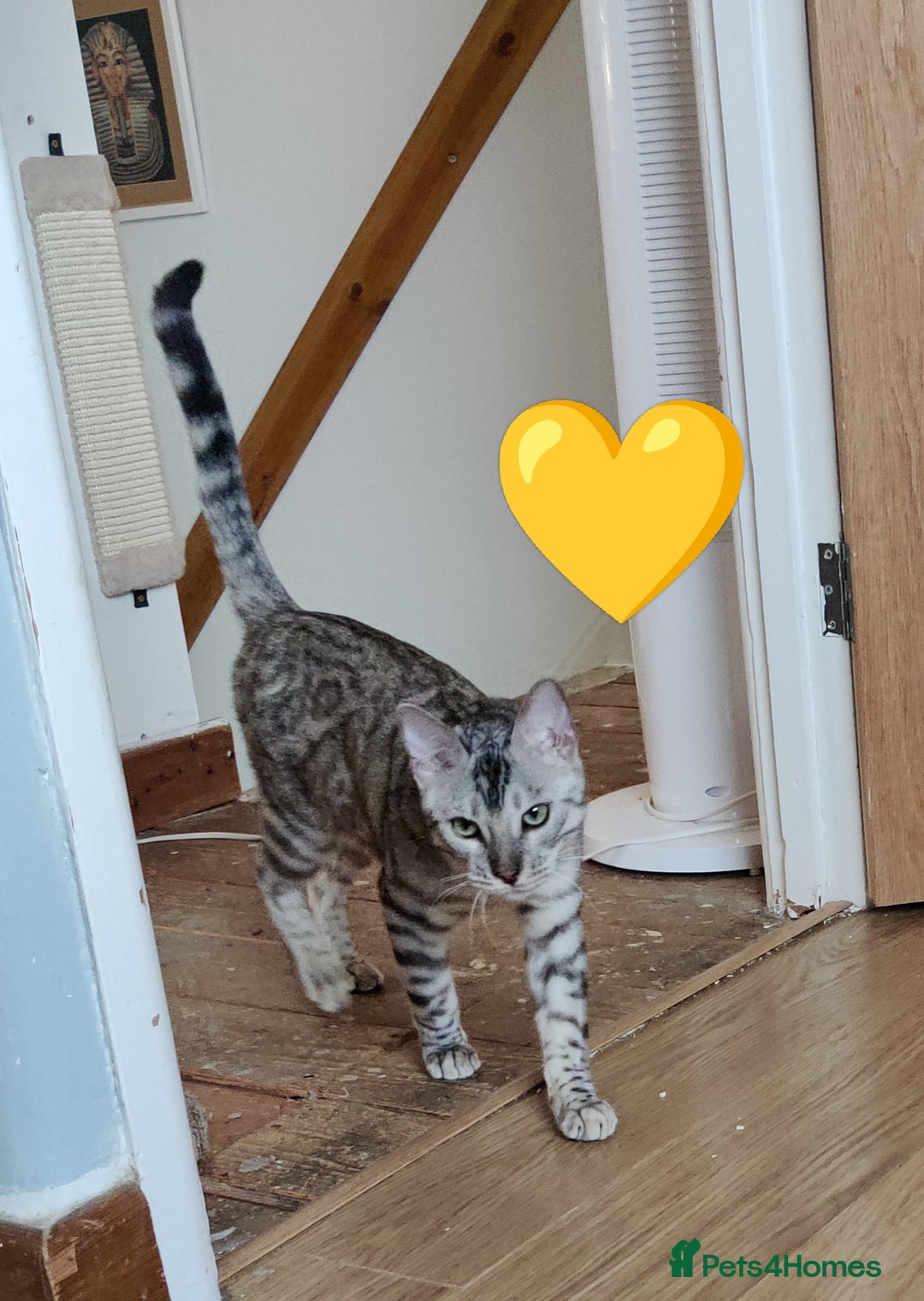 Bengal cats for sale: Only 2 boys left in Saint Helens - Image 4