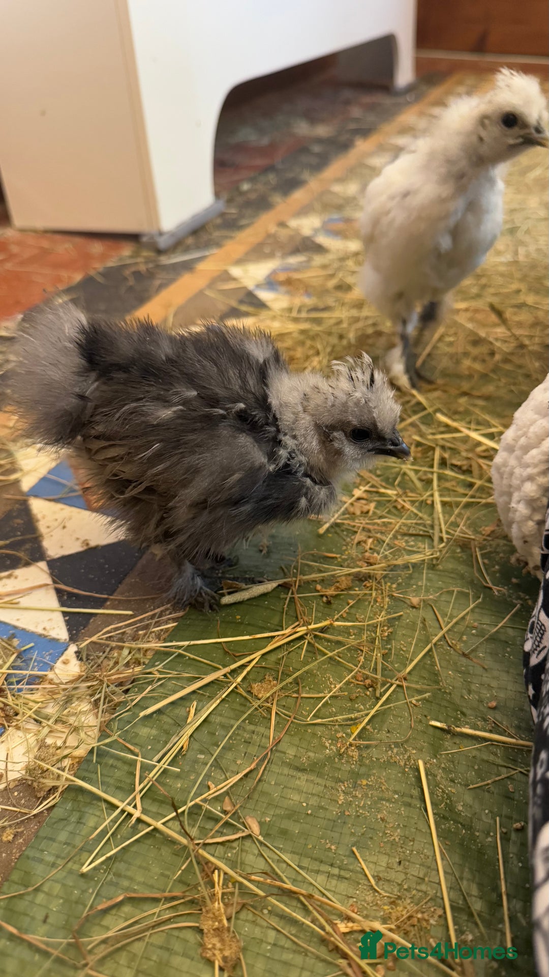 Chickens poultry for sale: GORGEOUS HAND REARED MIXED SEX SILKIE CHICKS 🐥 - Image 10