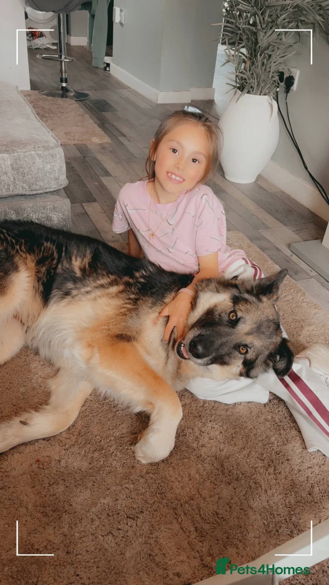 Alaskan Malamute dogs for stud: Bitch for stud  in Blackburn - Advert 1