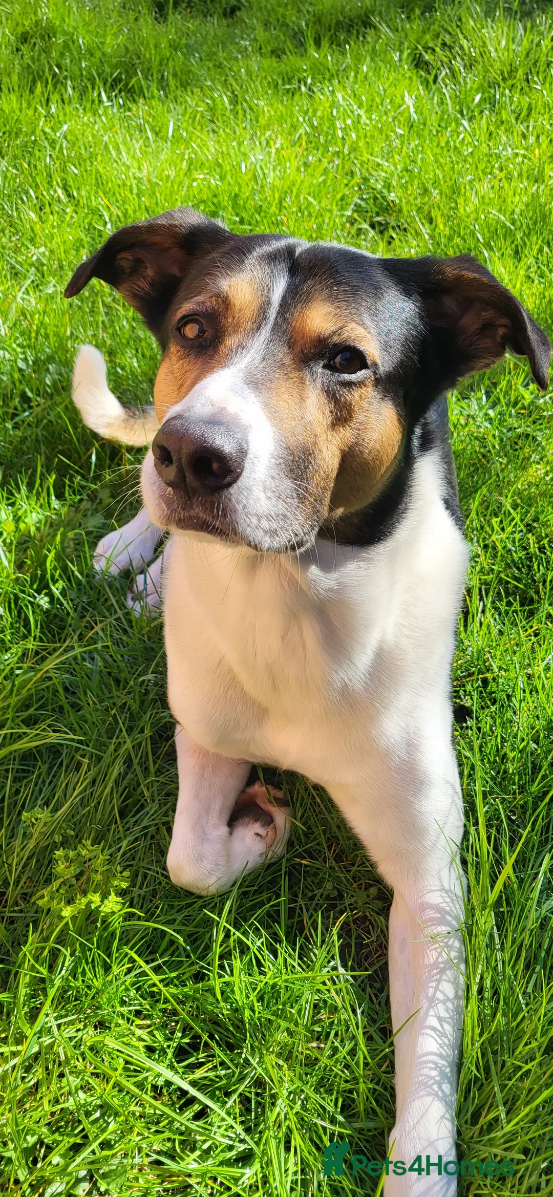 Mixed Breed dogs for stud: 6 year old male - Advert 2
