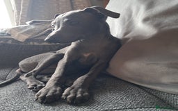 Italian Greyhound dogs for sale: Beautiful Blue Italian greyhound  - Image 2