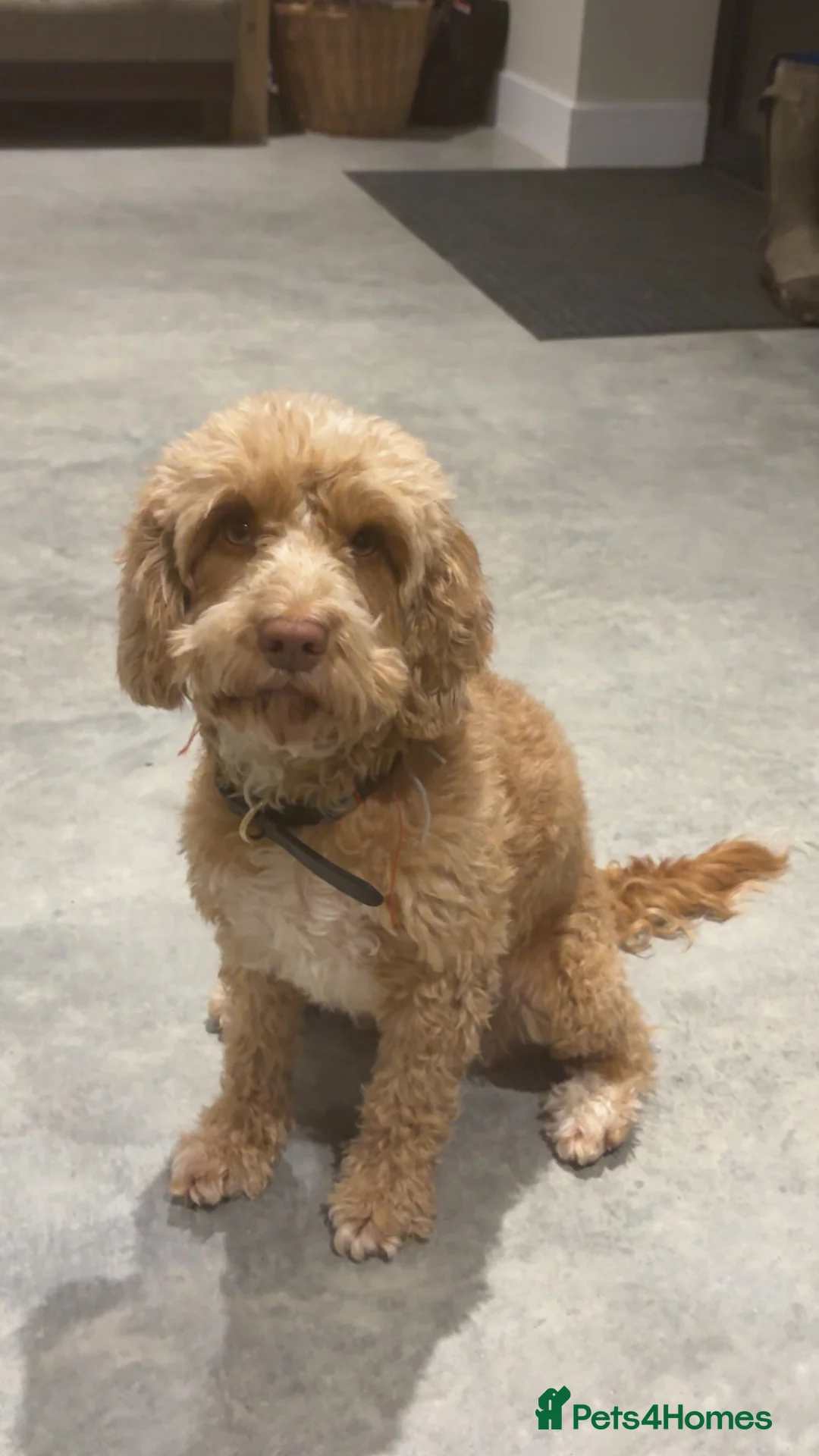 Cockapoo dogs for sale: Cockapoo puppies F1B  in Maidstone - Advert 1