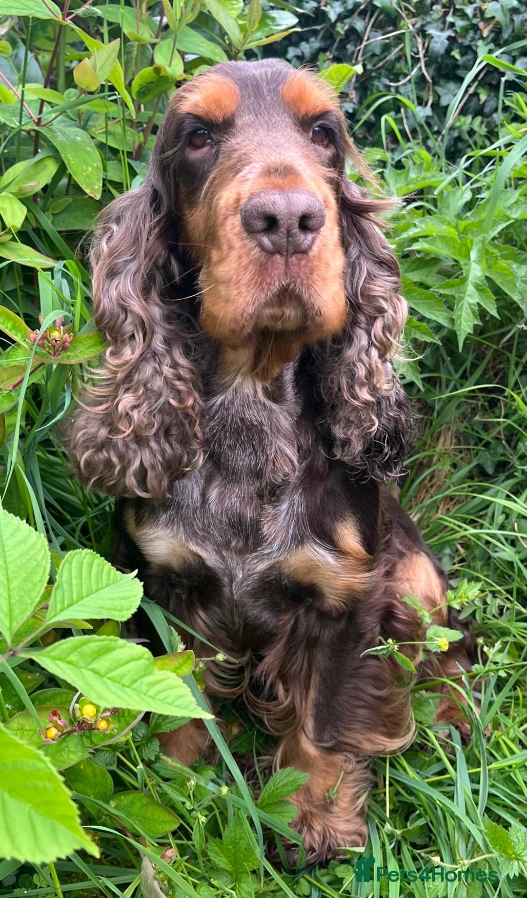 Cocker Spaniel dogs for stud: KC Superb example Classic SHOW Cocker Stud in Ruthin - Image 2