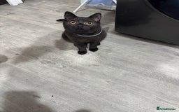 British Shorthair cats for sale: Sphynx boy and British shorthair girl  - Image 10