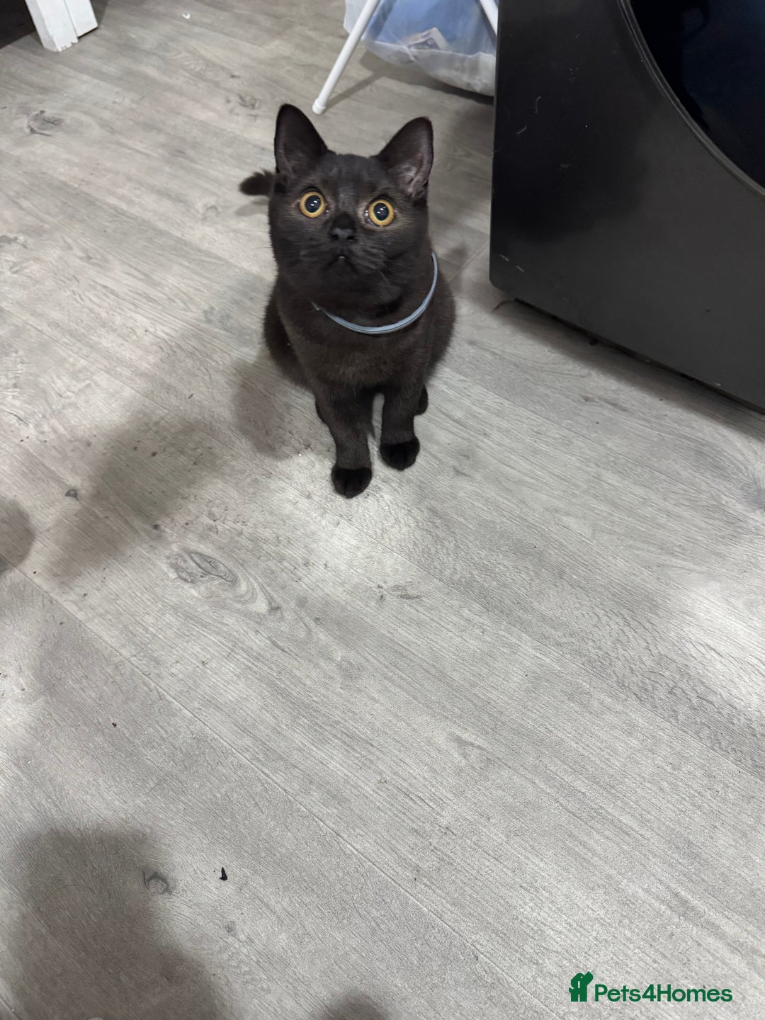 British Shorthair cats for sale: Sphynx boy and British shorthair girl  - Image 10