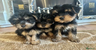 Yorkshire Terrier dogs - Advert 6