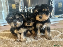 Yorkshire Terrier dogs - Advert 6