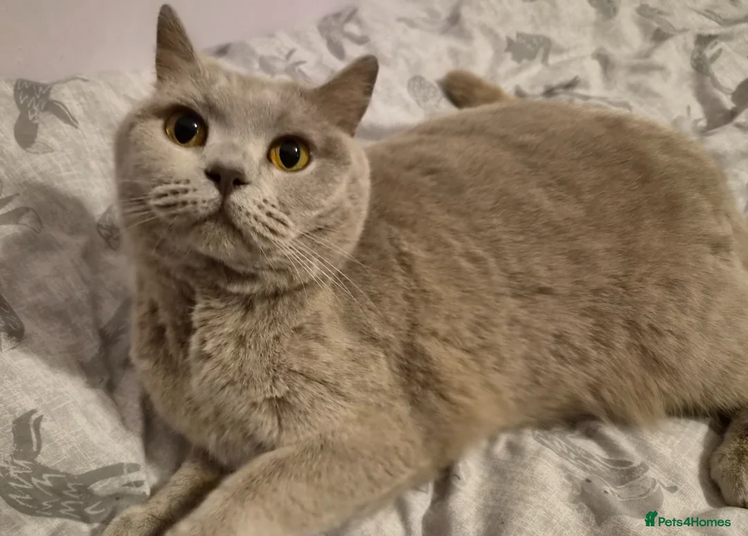 British Shorthair cats for sale: Ellie - Seeking loving home as your only cat - Advert 1