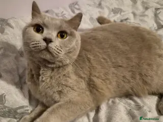 British Shorthair cats Ellie - Seeking loving home as only cat - Advert 2