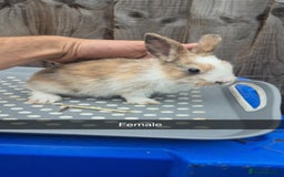 Lionhead rabbits for sale: 8 week old Lionhead baby rabbits - Image 2