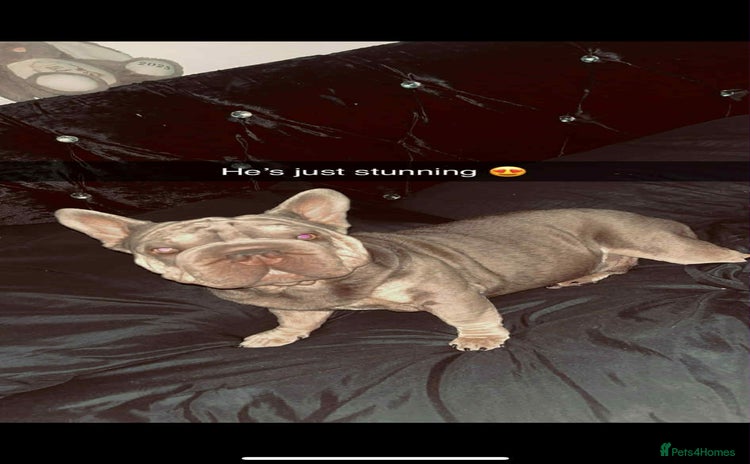 French Bulldog dogs - Advert 11