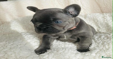 French Bulldog dogs KC registered puppies for sale - Advert 3