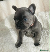 French Bulldog dogs KC registered puppies for sale - Advert 3