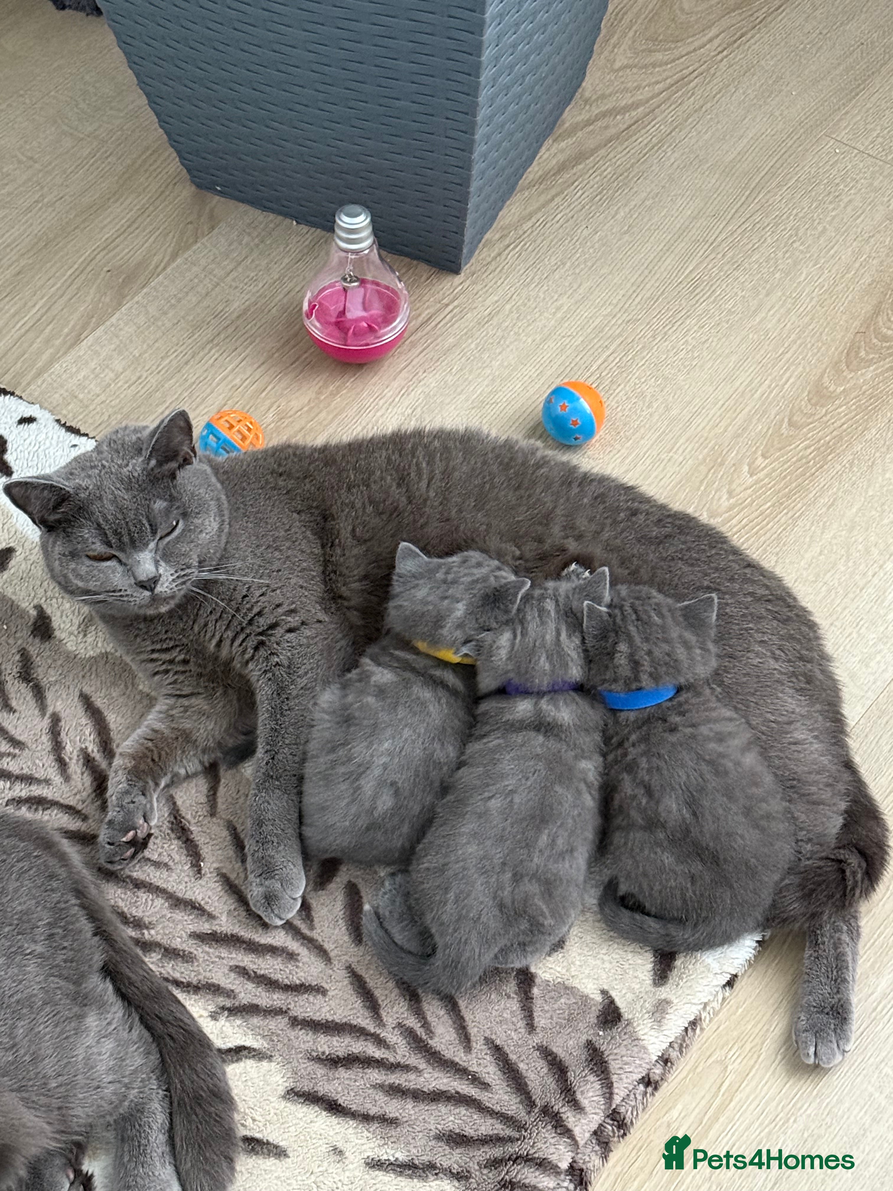 British Shorthair cats British shorthair kittens available”Ready now” - Advert 5