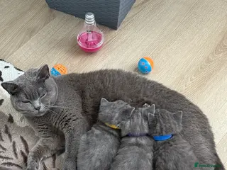 British Shorthair cats British shorthair kittens available”Ready now” - Advert 5