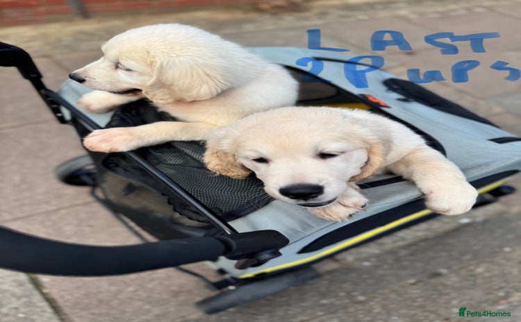 Golden Retriever dogs - Advert 1