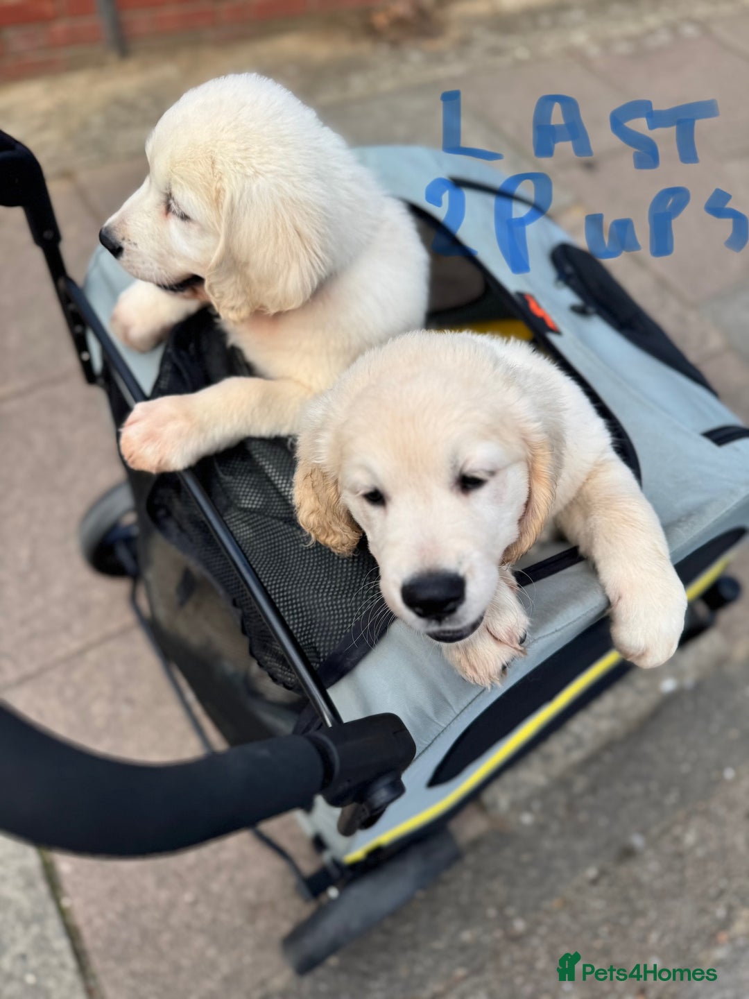 Golden Retriever dogs for sale: LAST 1 KC REG CHAMPIONSHIP BLOOD LINE CREAM  - Image 6