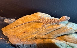 Bearded Dragon reptiles for sale: Bearded Dragon Babies - Image 1