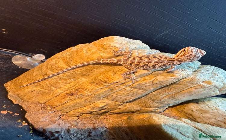 Bearded Dragon reptiles - Advert 1