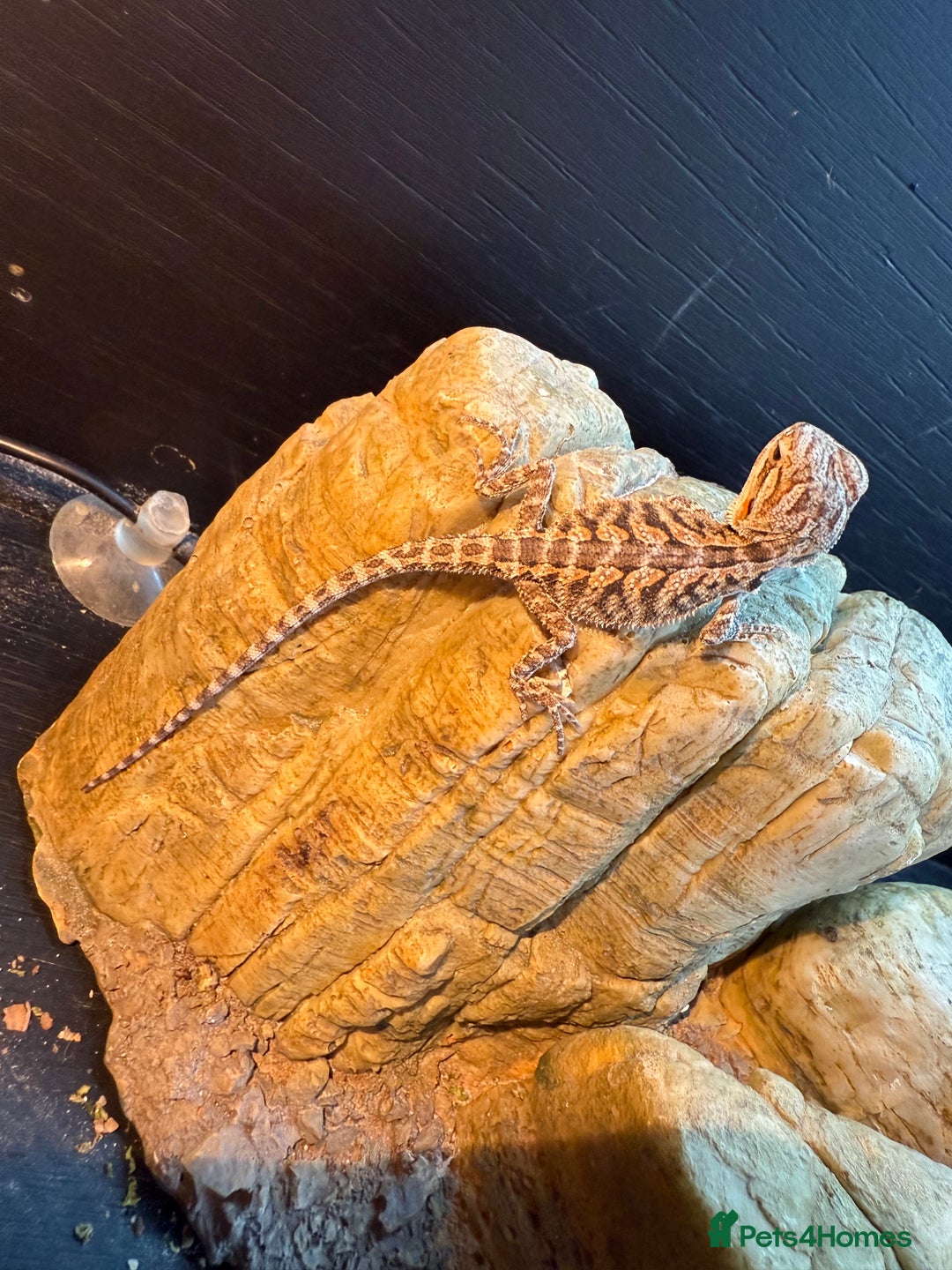 Bearded Dragon reptiles for sale: Bearded Dragon Babies - Image 1
