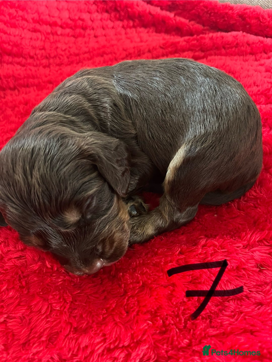 Cocker Spaniel dogs for sale: 7 Beautiful Cocker Spaniel Boys - Image 22