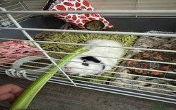 Guinea Pig rodents for sale:  Adorable Guinea Pig Looking for a Loving Home 🐹 - Image 2