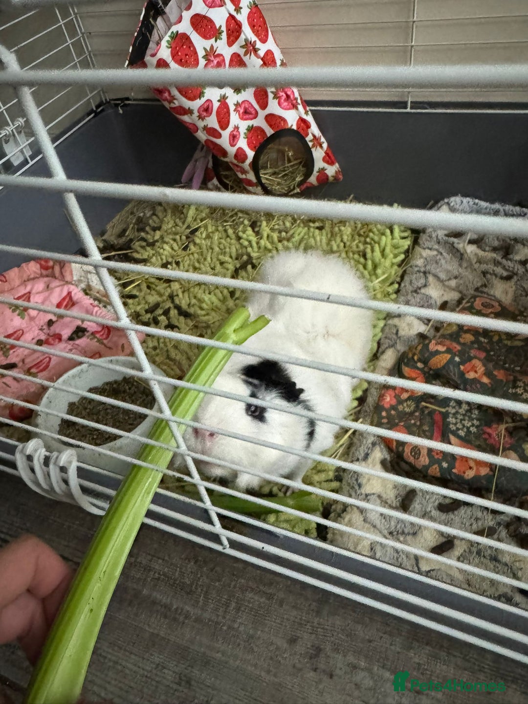 Guinea Pig rodents for sale:  Adorable Guinea Pig Looking for a Loving Home 🐹 - Image 2