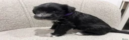 Miniature Schnauzer dogs for sale: Stunning KC reg black miniature schnauzer puppies - Advert 16