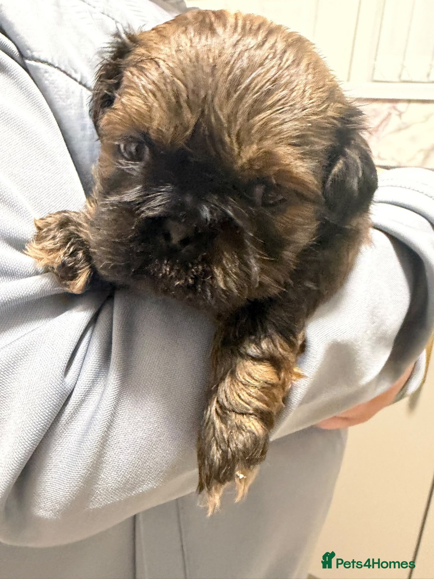 Shih Tzu dogs Shihtzu puppy 💙 - Advert 8