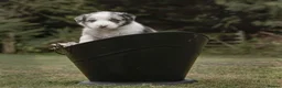 Border Collie dogs for stud: Pure breed Blue merle border collie for stud only - Advert 12