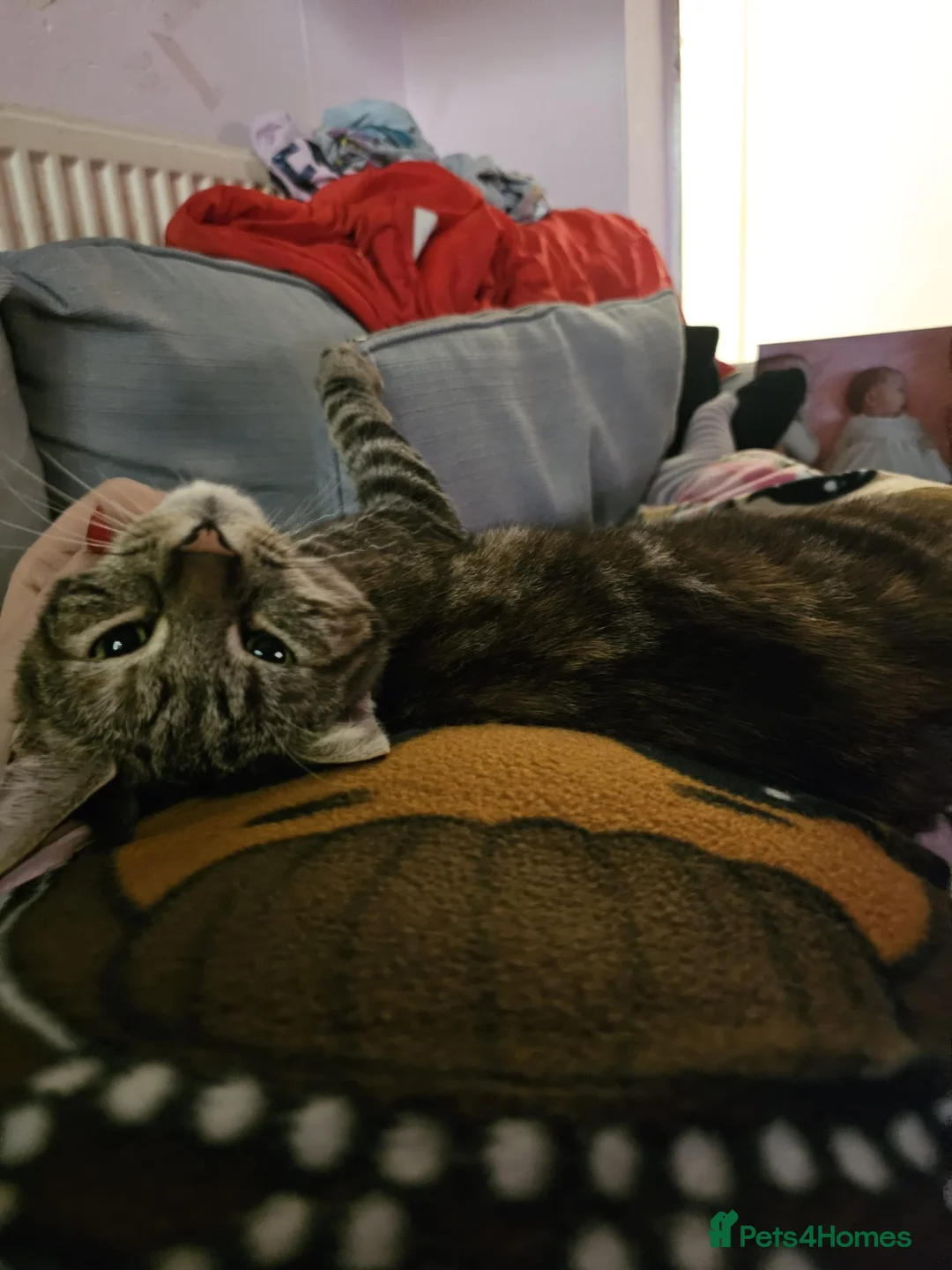 Mixed Breed cats for sale: Eris looking for home  - Advert 1