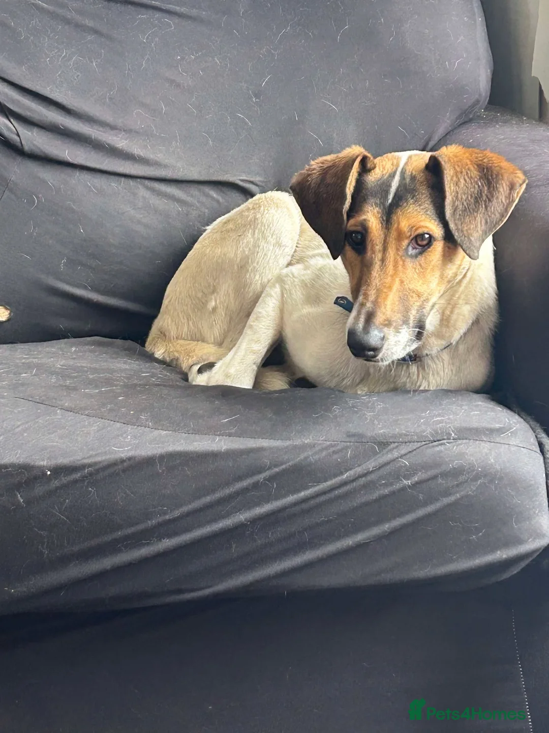 Mixed Breed dogs for adoption: Nora is looking for a loving forever home in Withernsea - Advert 13