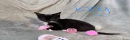 Mixed Breed cats for sale: 3 kittens looking for loving homes  - Advert 19