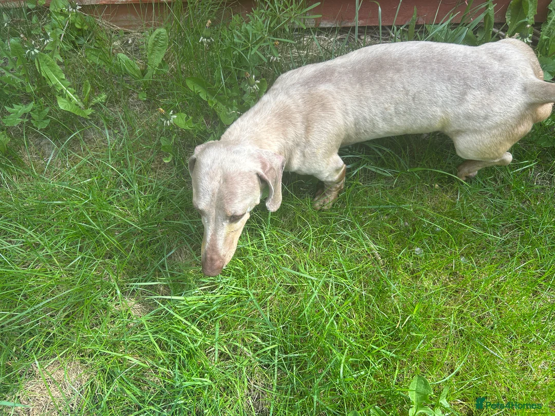 Miniature Dachshund dogs for stud: ⭐️ TRIGGER⭐️ smooth hair Isabella & Tan STUD in Mexborough - Advert 15