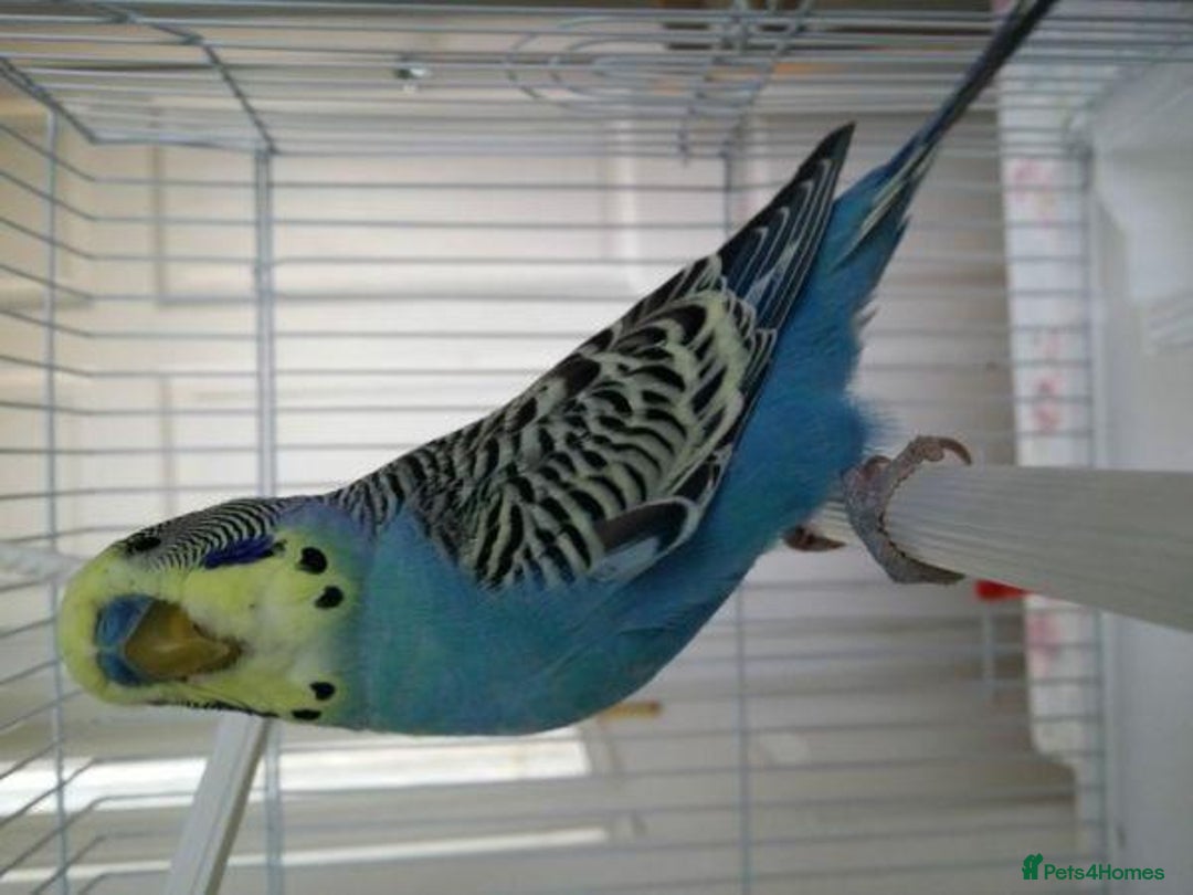 Parrots birds for sale: 2 Budgies with cage asap moving home  - Advert 2