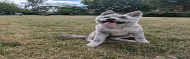 Japanese Akita Inu 1