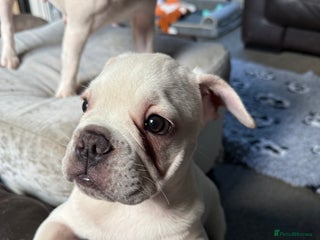 French Bulldog dogs French bulldog pups ❤️ - Advert 19